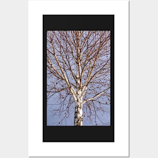 Birch tree against blue sky Posters and Art